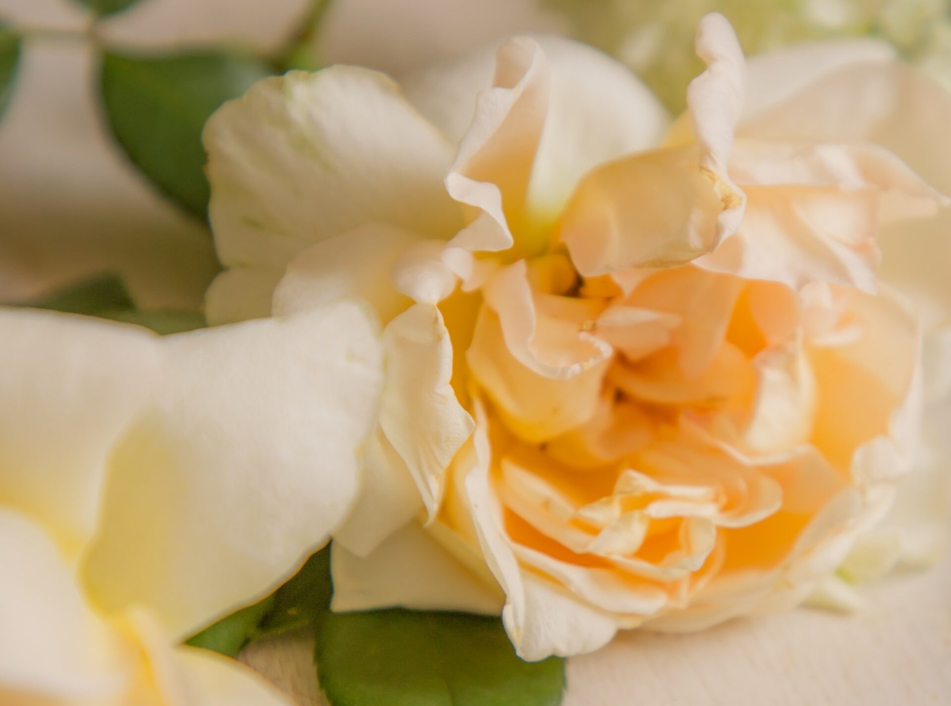 ideas for 50th wedding anniversaries, 50th wedding anniversary, yellow rose
